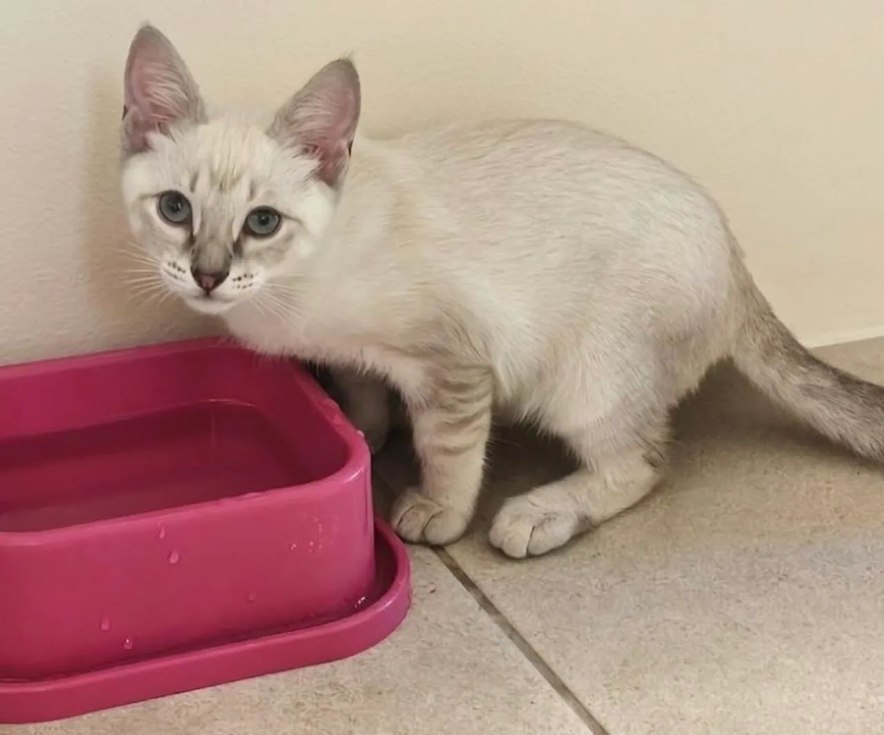 Doação responsável - gato macho  - Foto 3