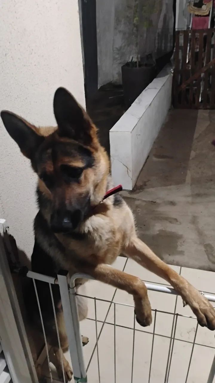 Doa- se cachorra 