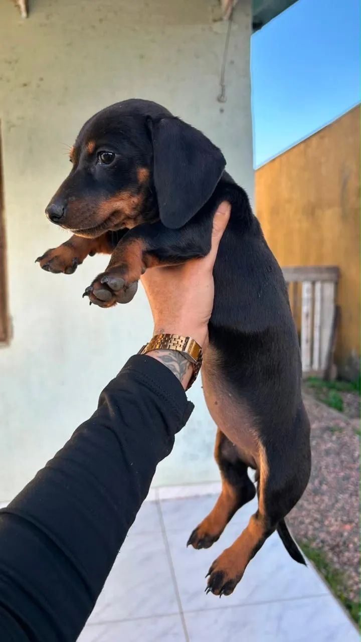 Daschund mini  - Foto 3