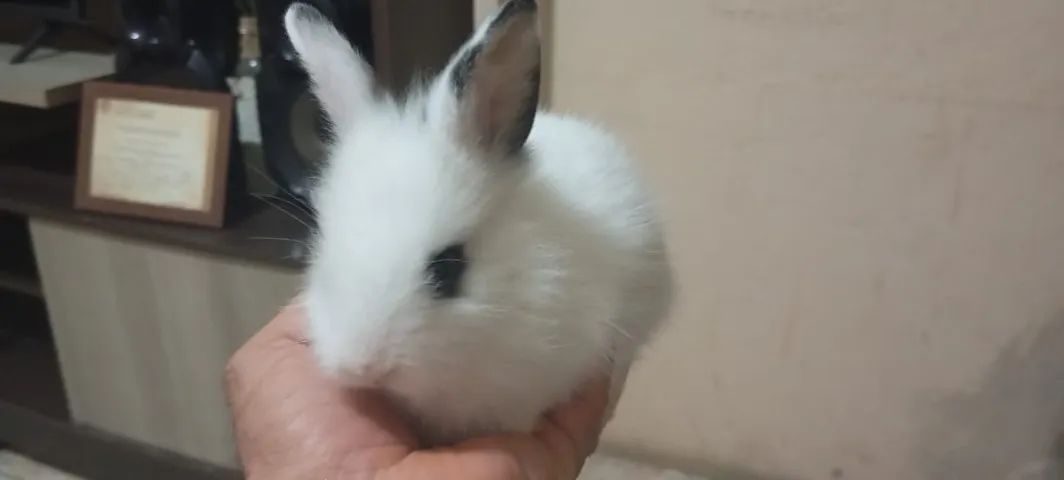 Filhotes de Coelho da Raça Mine Lion - Foto 4