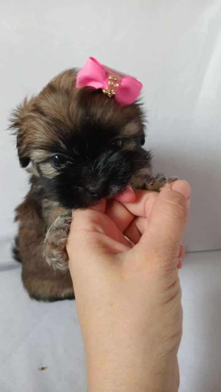 SHIH TZU - Foto 3