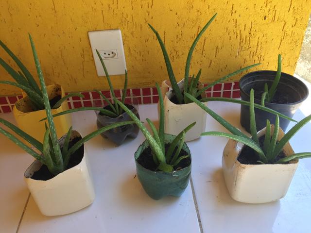 Babosa aloe vera (autêntica) - Foto 6