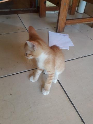 Gatinhos S2 - Foto 5