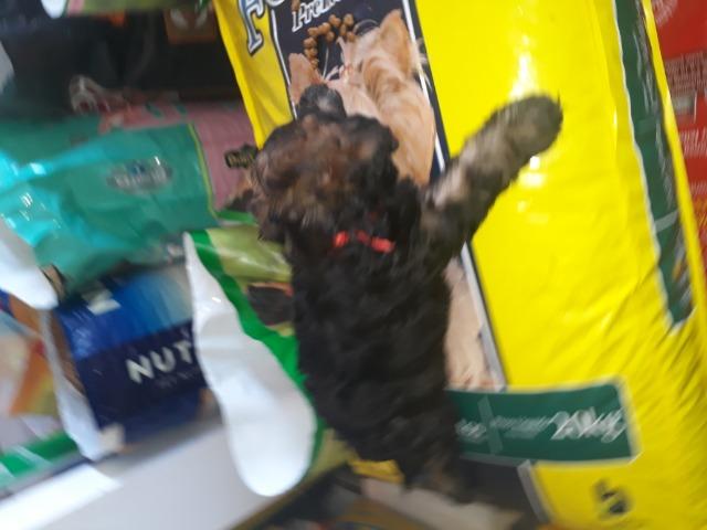 Vendo filhote de poodle - Foto 6