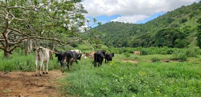Fazenda 295 hectares próximo de Governador ValadaresMG - Foto 17