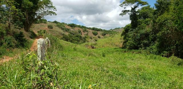 Fazenda 295 hectares próximo de Governador ValadaresMG - Foto 3