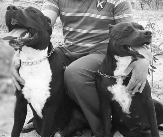 Pitt bull American starforshire terrye (filhotes desse casal)