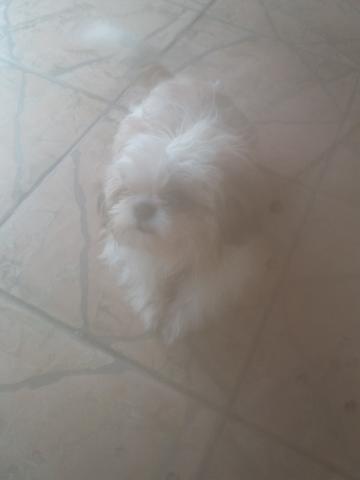 Estou vendendo esse cachorro filhote de shih tuz