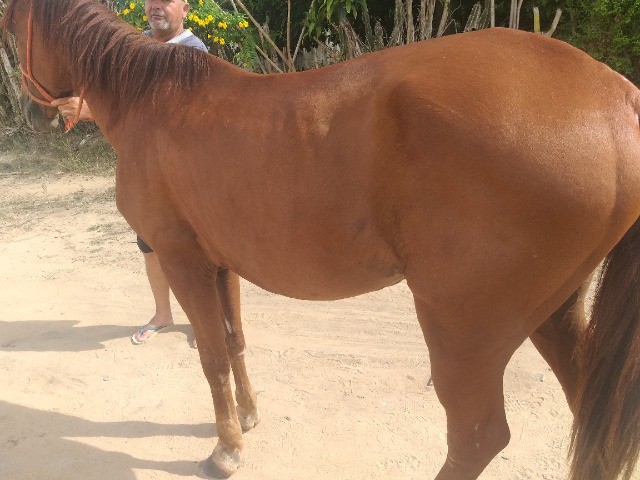 Cavalo de picado- primeirão