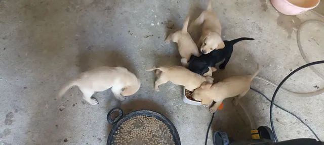 Filhotes de Labrador  - Foto 4