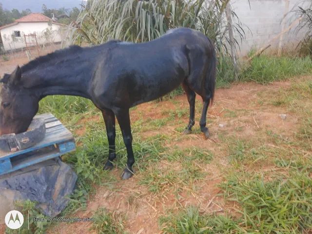 Vendo troco égua dócil  - Foto 2