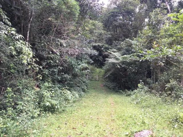 Sítio 25.000 m², Casas de Madeira, 2 Riachos, Rocinha, São Pedro De Alcântara - Foto 14