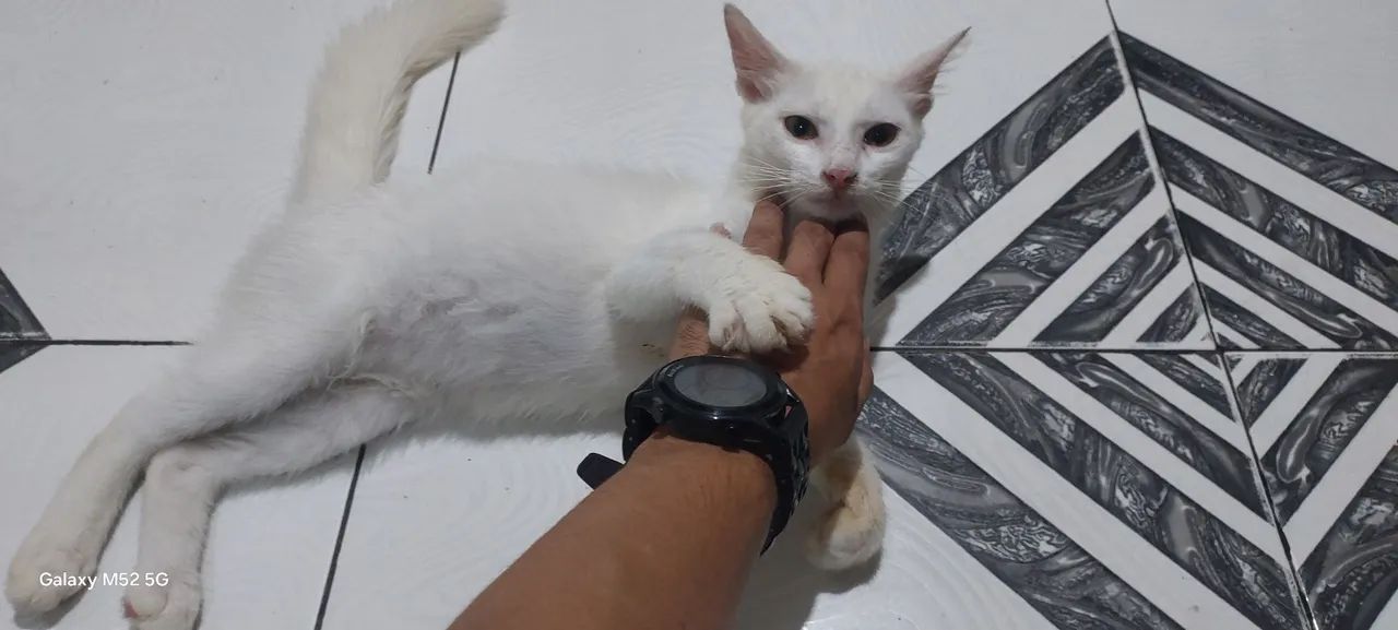 Gatinho branco fofinho para Venda - Foto 3