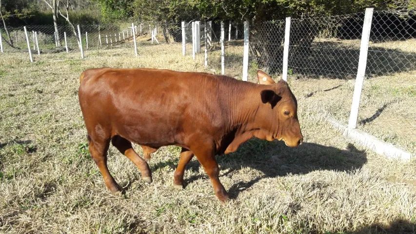 Tourinhos e novilhotas da raça senepol - Foto 5