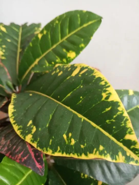 Planta Croton - Foto 4