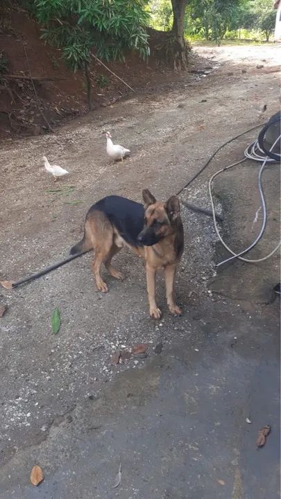 Filhote de pastor alemão c/ burriler - Foto 3