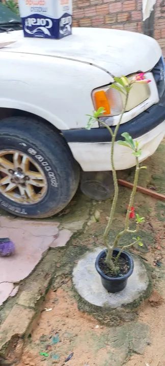 Vende-se ross do deserto  - Foto 6