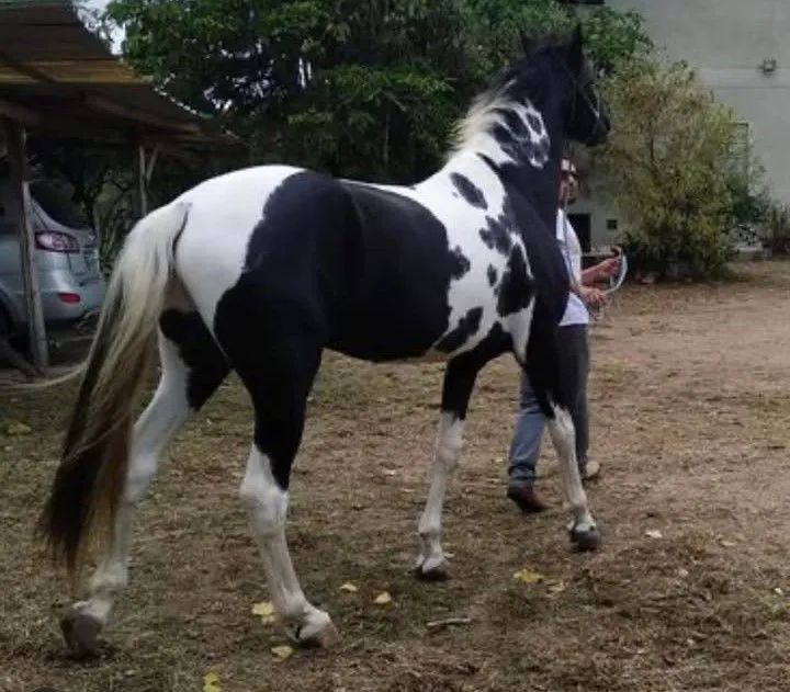CAVALO MARCHADOR PAMPA DE PRETO HOMOZIGOTO  - Foto 3