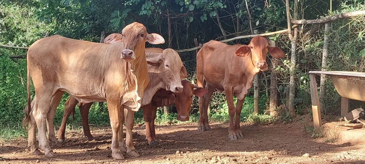 4 novilhas raça caracu - Foto 4