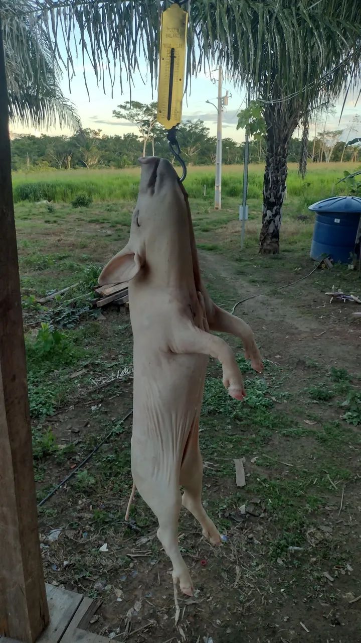 Porco caipira  - Foto 3