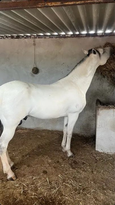 Cavalo Mangalarga Marchador - Foto 4