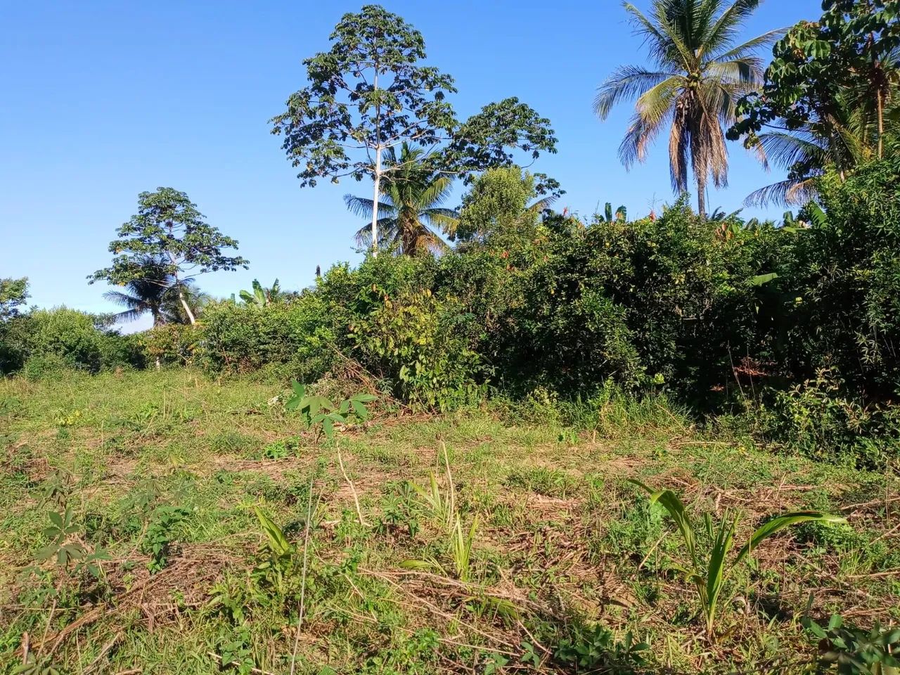 Vendo excelente sítio em jaguaripe  - Foto 3