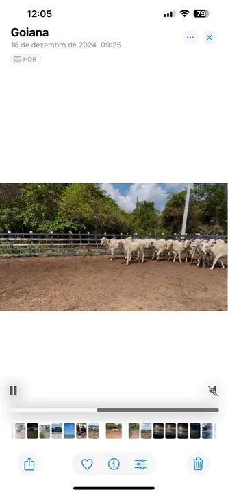 Novilhas nelore - Foto 2