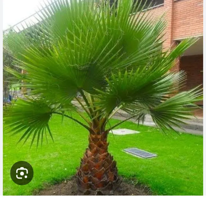 Mudas de palmeira Washingtonia robusta