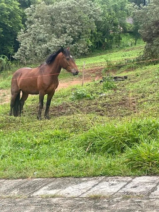 Cavalo crioulo  - Foto 3