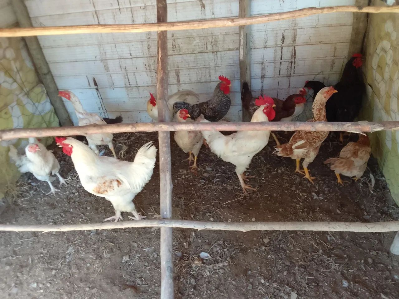 GALINHAS CAIPIRAS LINDAS E SAUDÁVEIS! - Foto 2