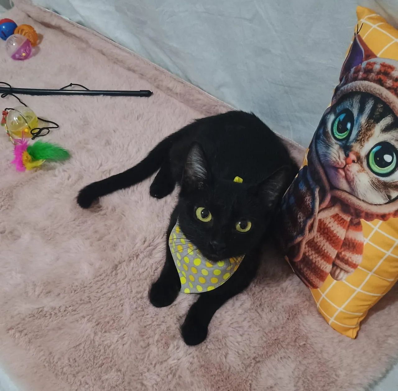 Polly para adoção responsável  - Foto 2