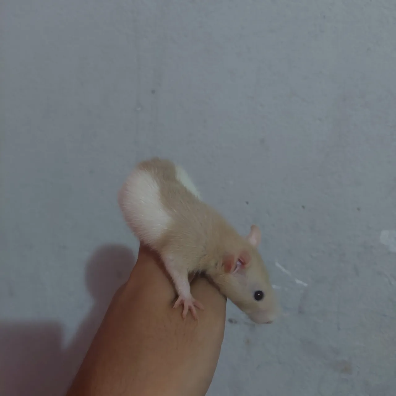 Rato de Estimação - Amigável e Adorável