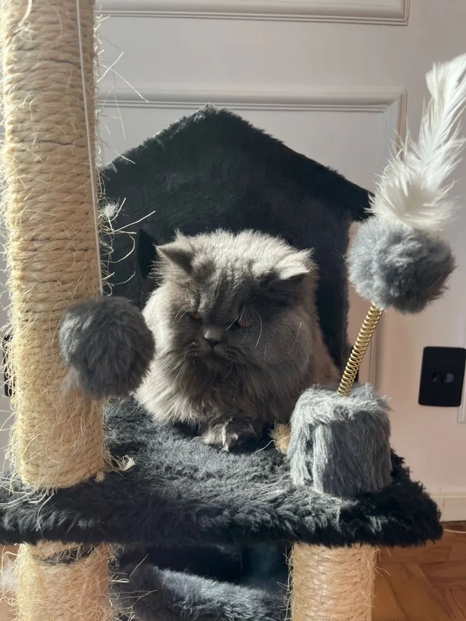 Gato Persa Cinza Procura Namorada Persa para Cruzar!