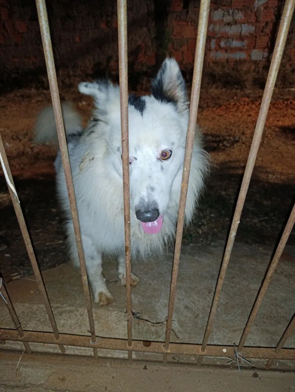 Cachorro PERDIDO na rua major Nabuo oba Uvaranas  - Foto 5