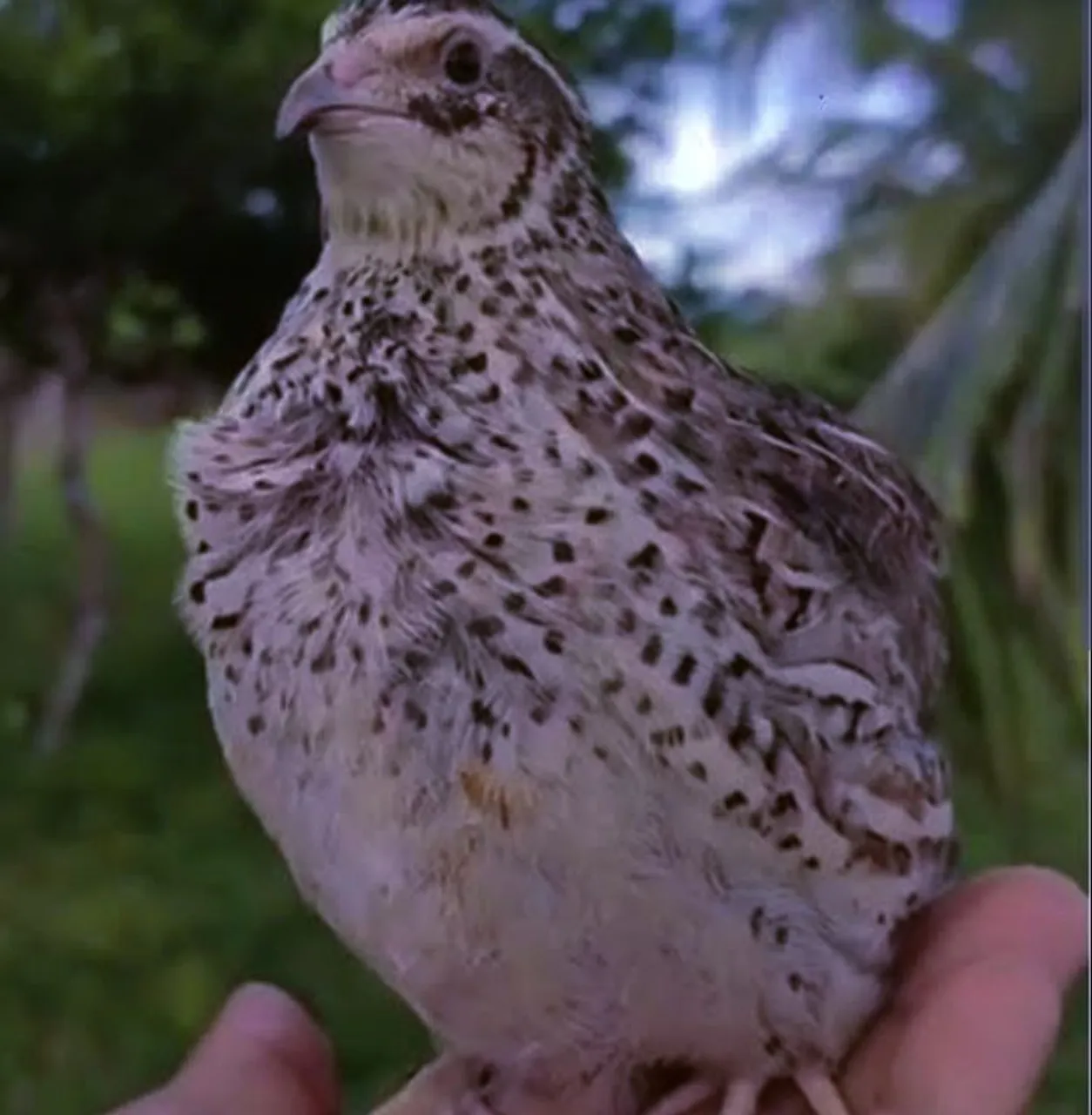 Filhote de Codorna