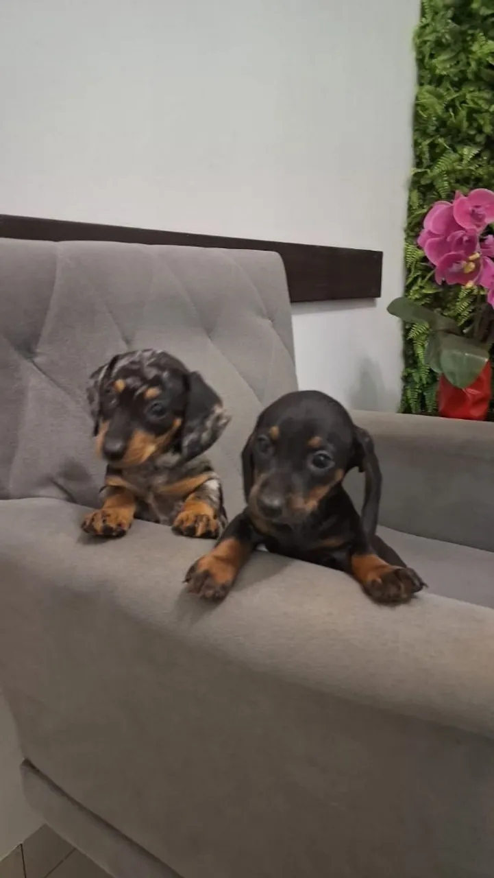 Filhotes de Dachshund disponíveis para venda