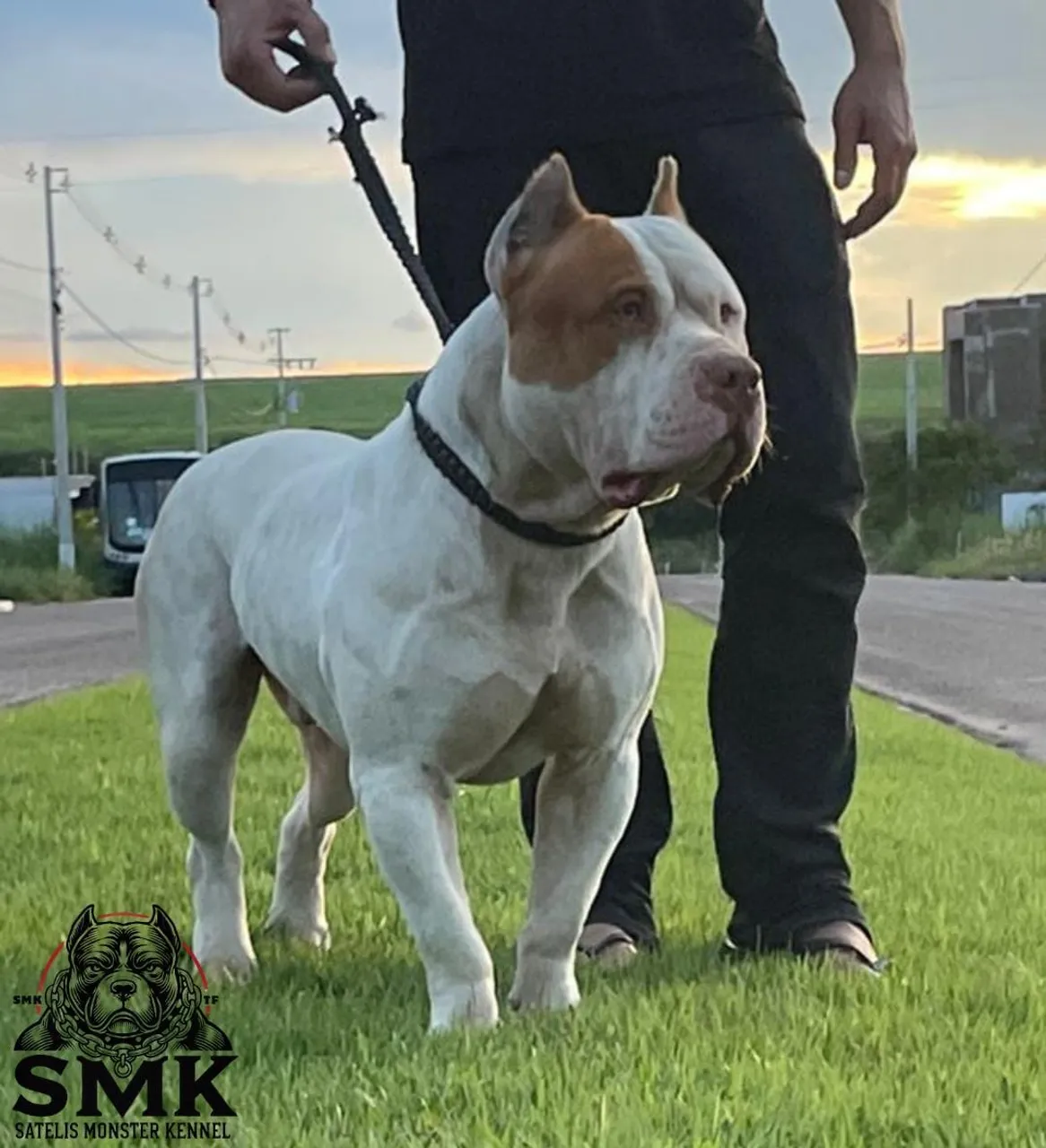 Cobertura Pitmonster Dragster- SMK Satelis Monster Kennel