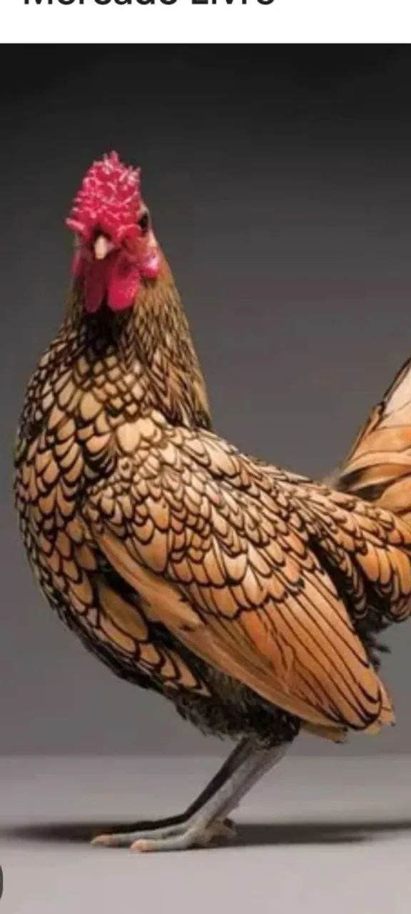 Ggalinhas e pintinhos sebrit douradoalo de raça com plumagem única