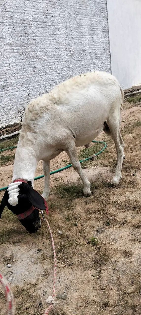 Carneiro soinga com pouco mais de ano  - Foto 4