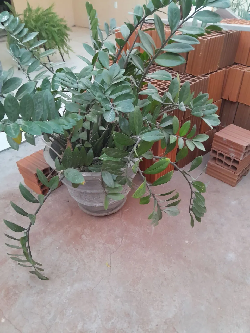 Plantas:  Zamioculcas, Rosa do deserto, palmeira areia, samambaia 