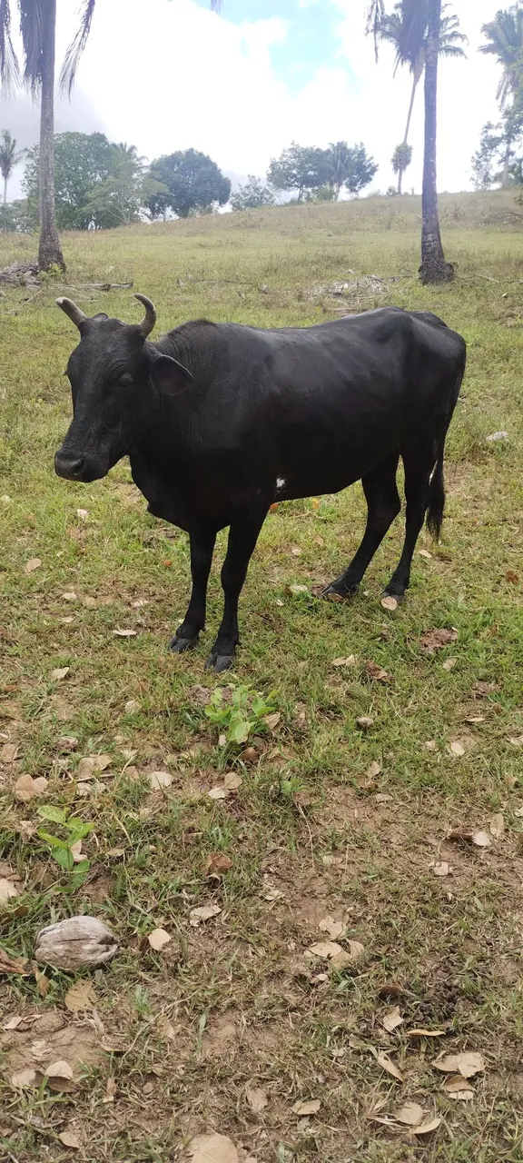 Vaca 