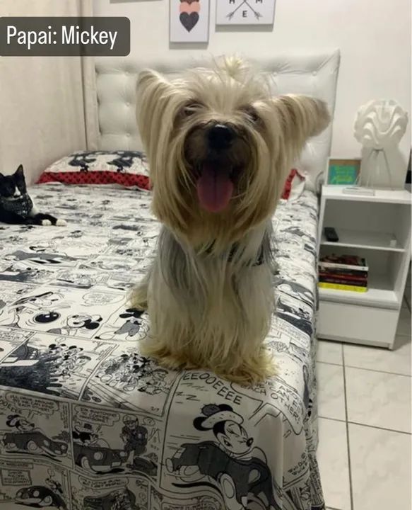 Yorkshire macho filhote  - Foto 2