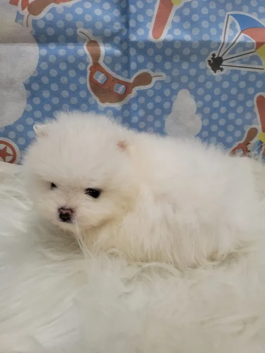 Spitz Alemão: O Amigo Peludo dos Seus Sonhos!