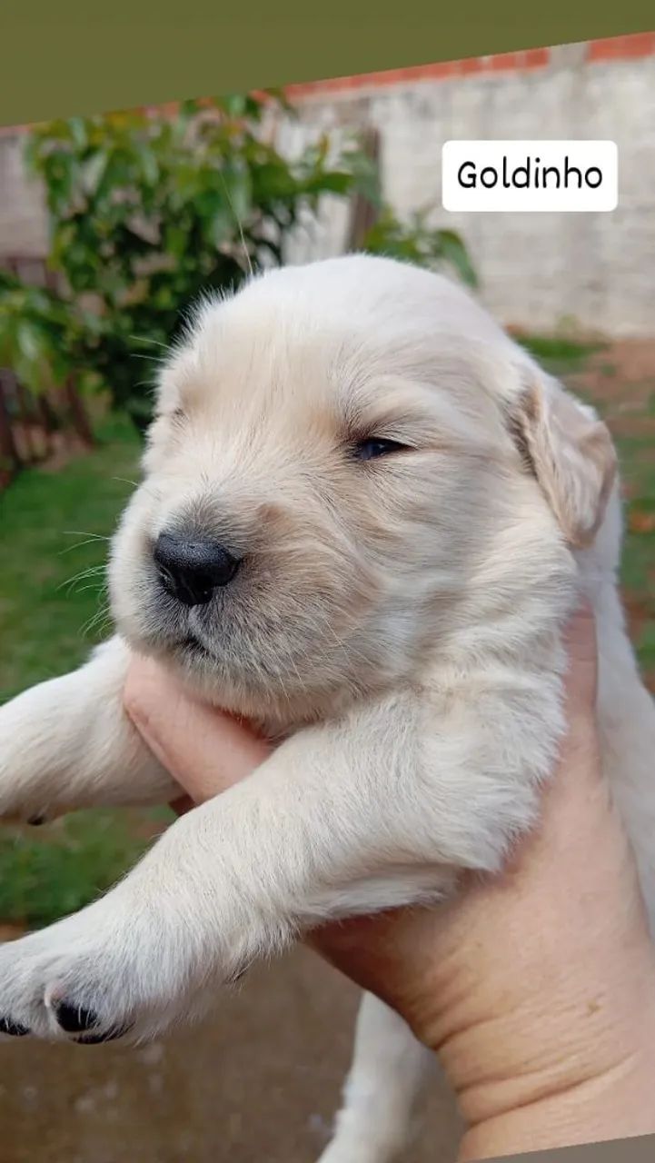 Filhote Golden Retriever - Foto 3