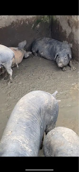 20 Porcos CAIPIRAS - Foto 5