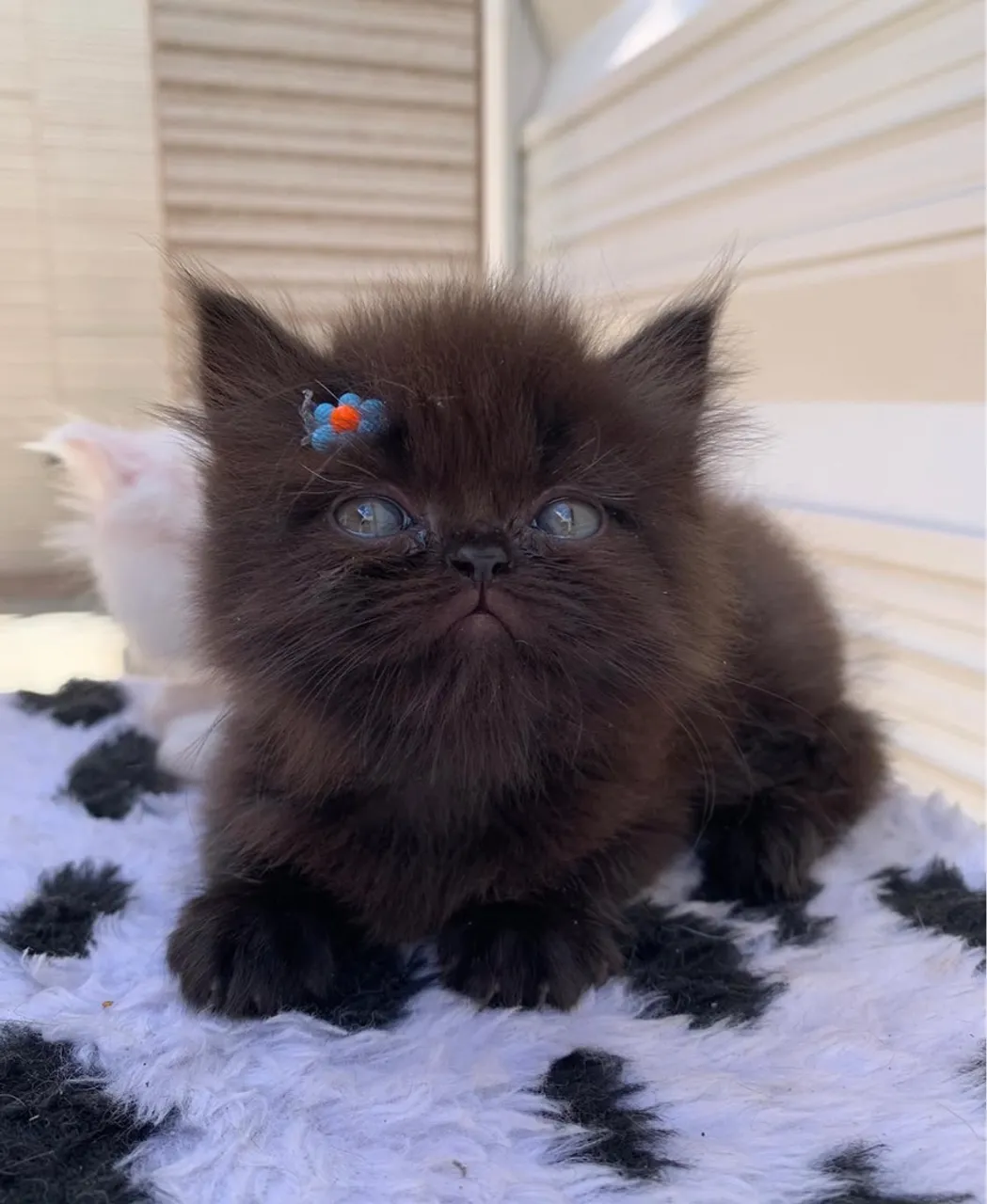 Filhote de Gato Persa Preto - Uma Bolinha de Pelúcia!