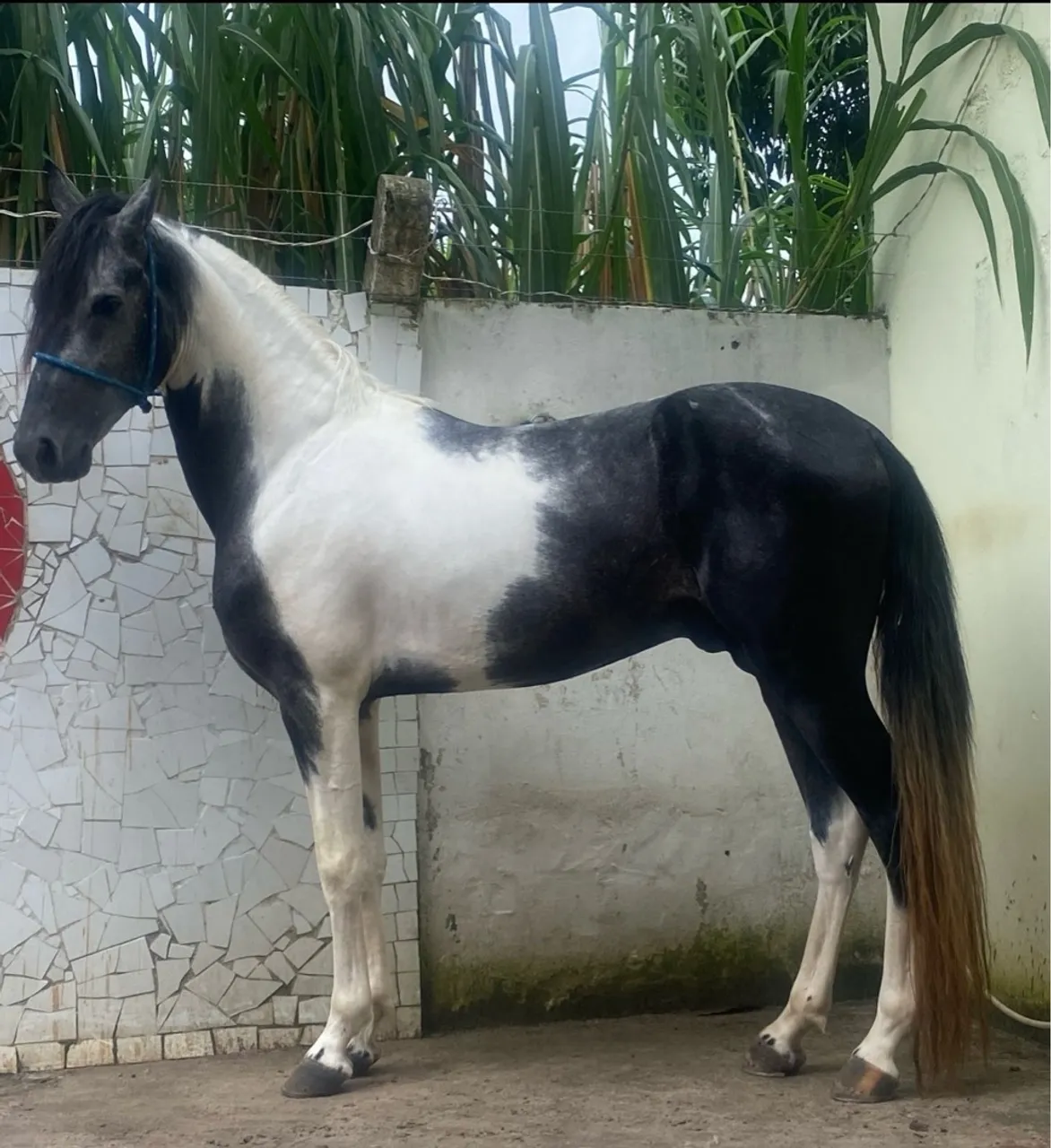Manga larga machador