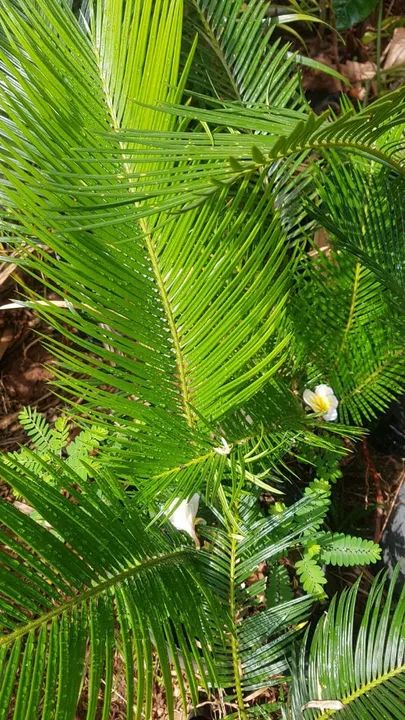 Plantas de Jardim - Lindas e saudáveis - Foto 3