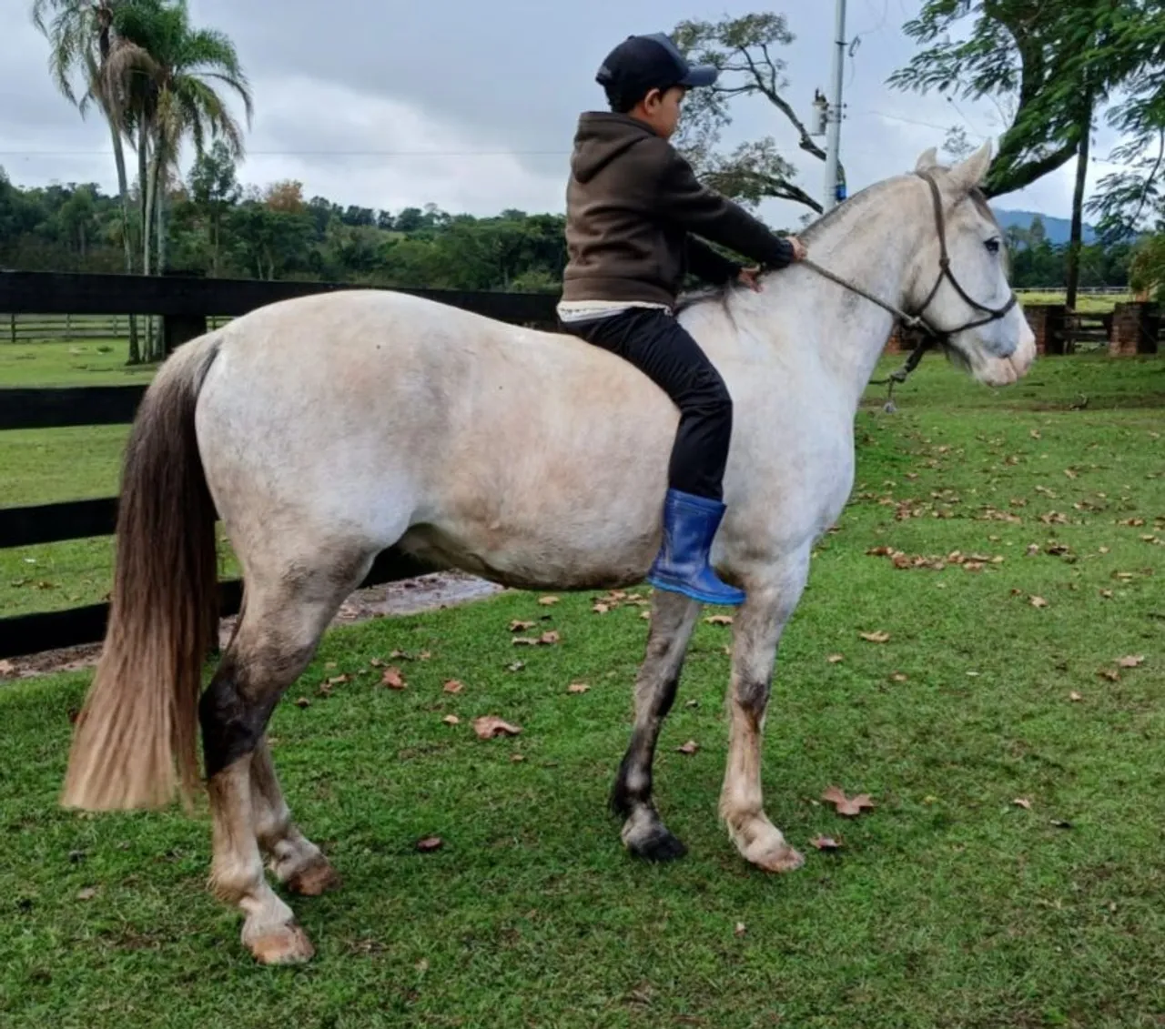 Tordilho castrado salgo dos 2 olhos bragado