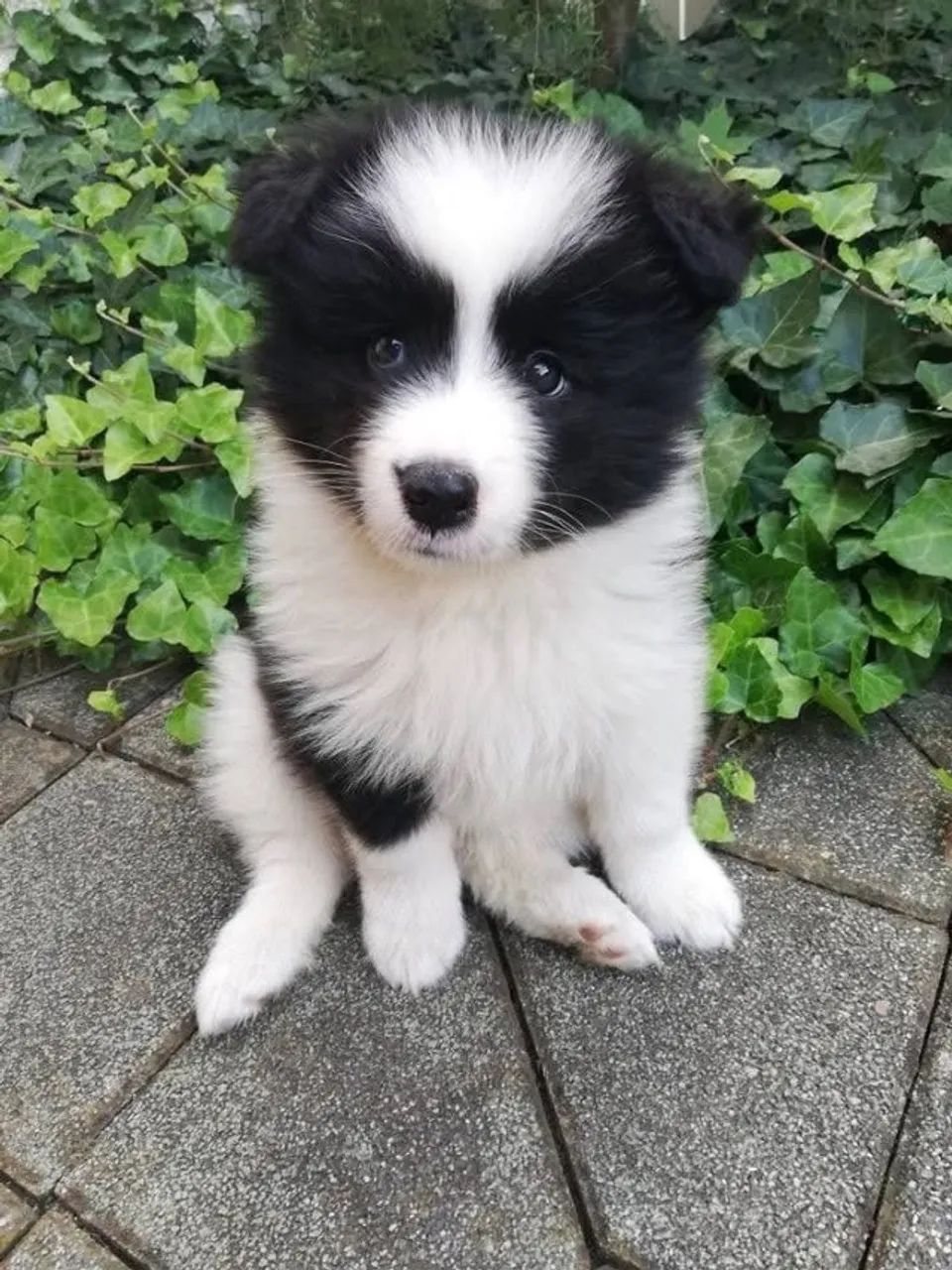 Border Collie Filhote Saudável e Brincalhão